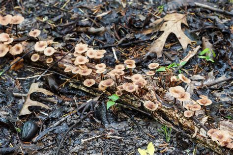 Mushrooms On Forest Floor Sean Fitzgerald Photography