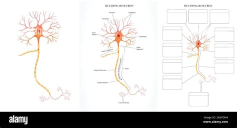 Neuron Nerve Cell Anatomy Colorful Illustration Labeled And