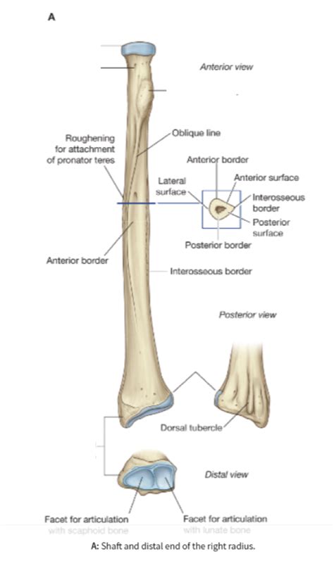 Radius Diagram Quizlet