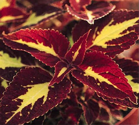 Coleus Special Saturn Plug Plants Pack X6 South Eastern Horticultural