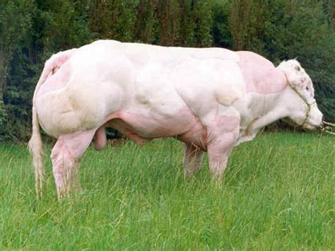 Belgian Blue Cow - Pets