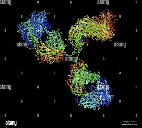 Antibody molecule. Molecular structure of a monoclonal human Stock ...