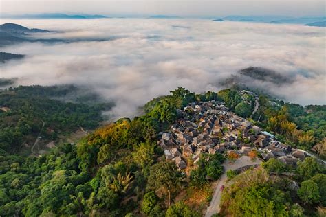 The world's oldest trees are producing some of the most luxurious tea