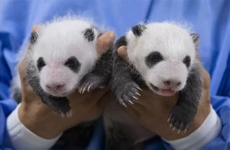 Sudah Bisa Guling Guling Bayi Kembar Panda Raksasa Di Kebun Binatang