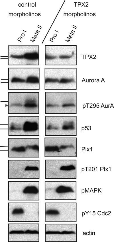 Activation Of Aurora A By Tpx2 Is Required For Full Accumulation And