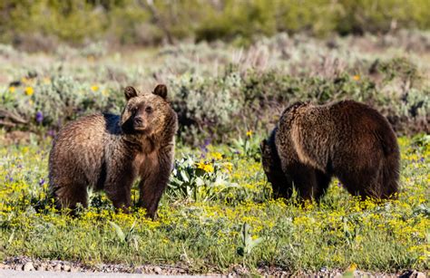 Grizzly Bear - Nature Canada