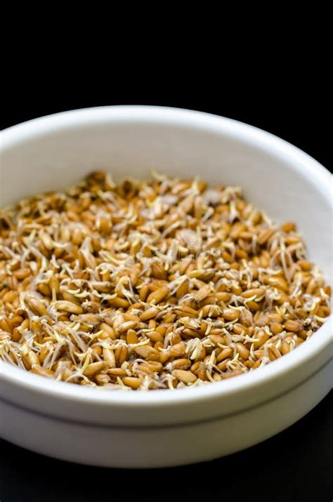 Wheat Sprouts Stock Image Image Of Digestion Seed Bowl