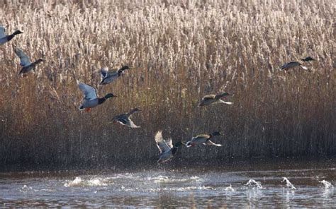 Birdwatching Nelle Valli Di Comacchio