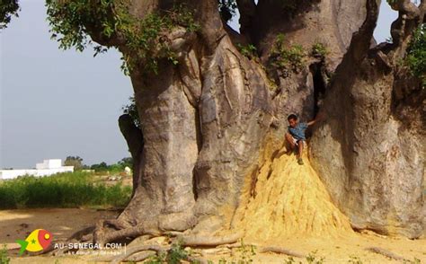 Le Baobab Sacr De Nianing Ici Reposent Les Anciens Griots S R Res