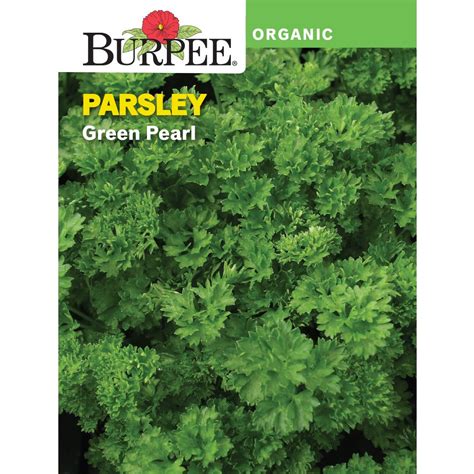 Burpee Organic Green Pearl Parsley Herb Seed 1 Pack