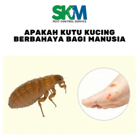 Apakah Kutu Kucing Berbahaya Bagi Manusia Skm Indonesia Pest Control