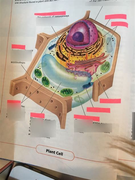 Picture Plant Cell Structure Diagram Quizlet