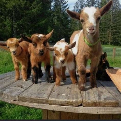 Pygmy Kids Rgoats