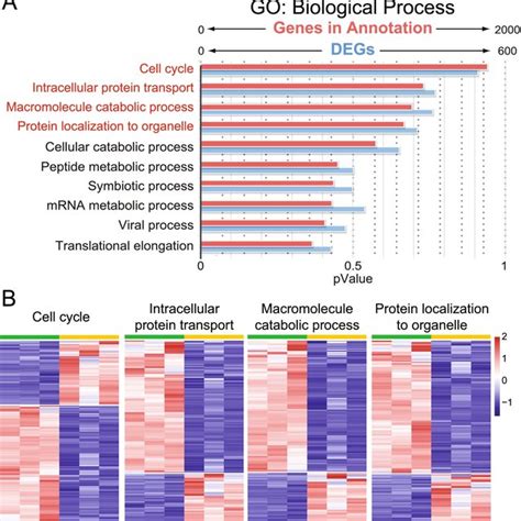 Go Biological Analysis Of Ub Dataset A Go Biological Process Analysis