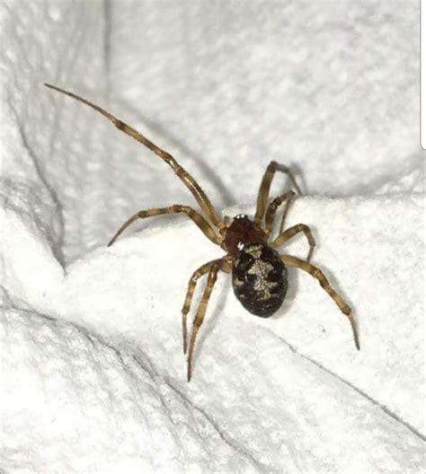 Steatoda Triangulosa Triangulate Cobweb Spider In Tulsa Oklahoma