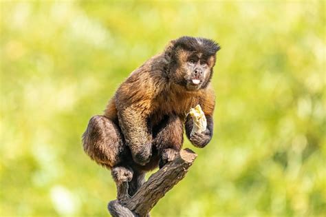 Macaco Prego É Perigoso - Macaco-prego tufado (sapajus apella), também conhecido como macaco ...