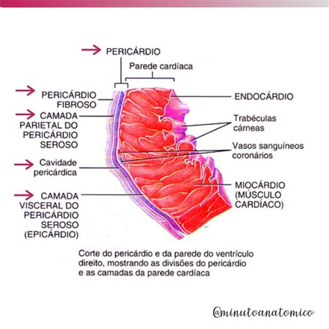 Pericardio Visceral E Parietal - Histologia Do Pericardio Visceral Visceral Pericardium Histology