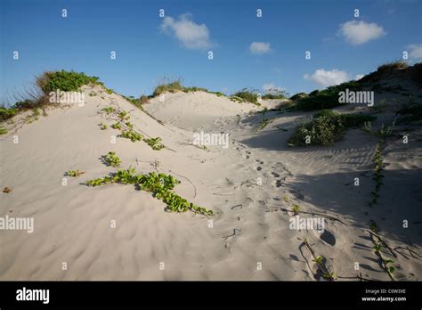 Introducir Imagen South Padre Sand Dunes Abzlocal Mx