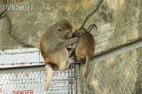 馬騮仔殺入走勻半個將軍澳 爬渠上樓 當街搶走阿婆呢樣嘢（附遇猴自保8招）｜juicy叮 星島日報