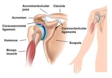 Pictures Of Acromioclavicular Jointhealthiack