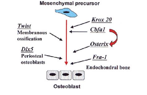 Schematic Diagram Of The Genetic Control Of Osteoblast Differentiation Download Scientific