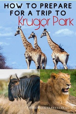 Things To Know Before Visiting Kruger National Park Africa Travel