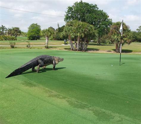 Wild Animals On The Golf Course Florida Golf Courses Famous Golf