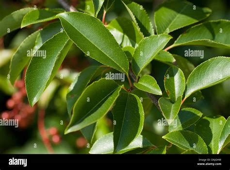 wild black cherry (Prunus serotina), leaves, Germany Stock Photo - Alamy