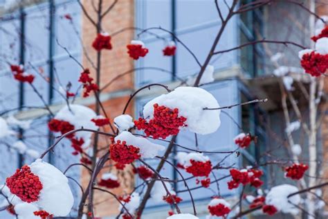 Premium Photo Red Bunches Of Rowan Weigh On A Branch Covered With The