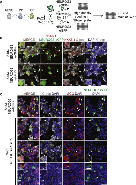 Single Cell Gene Expression Analysis Of A Human ESC Model Of Pancreatic