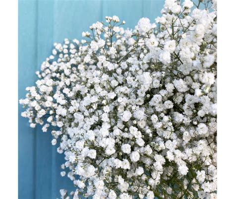 Descubra Kuva Gypsophile Prix Thptnganamst Edu Vn