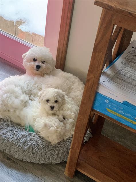 Bichon Lovers angels where dreams really do come true. - Everyone that visits to see my mommy