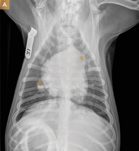 Diagnosing and Treating Heartworm Infection in Dogs