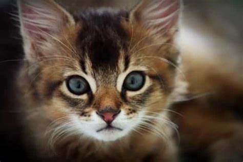 Cute Kitten Breeds | List of Cutest Types of Kittens