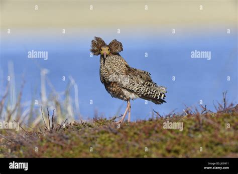 Male Ruff Lekking Hi Res Stock Photography And Images Alamy