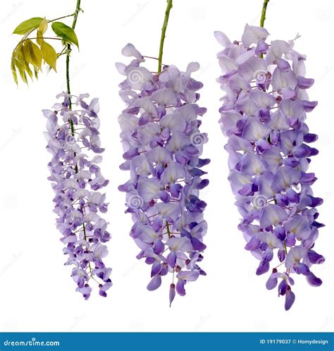 Wisteria Stock Image | CartoonDealer.com #32667379
