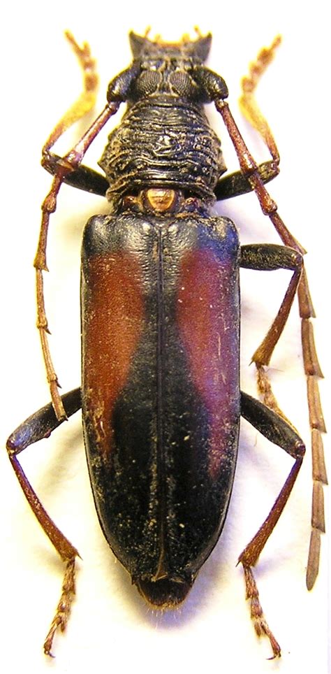 Galeria De Especies Cerambycinae Pybio Paraguay Biodiversidad