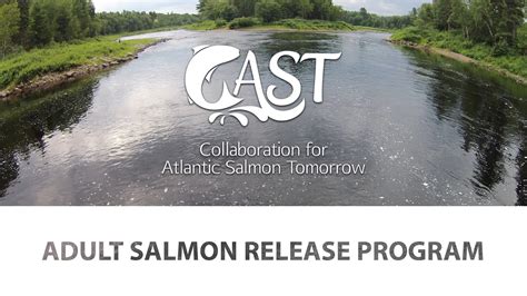 Cast Adult Salmon Release Program On Vimeo