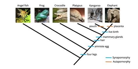 Character Mapping Digital Atlas Of Ancient Life