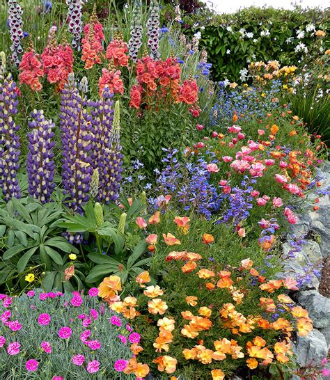 Salvia Sage Annies Annuals And Perennials