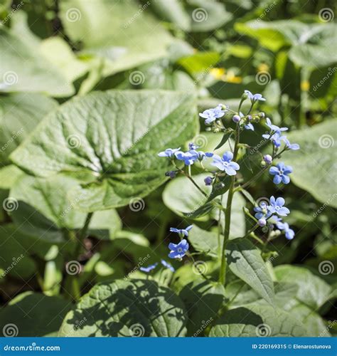 Brunnera Macrophylla, the Siberian Bugloss, Great Forget-me-not