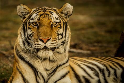 Tourist Africa Pictures | Download Free Images on Unsplash | Tiger