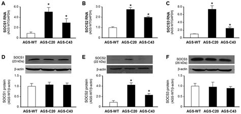 Expression Of Socs1 Socs2 And Socs3 At The Rna And Protein Levels In