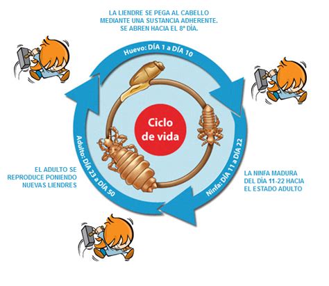 Esos Malditos Bichos ¿qué Es La Pediculosis