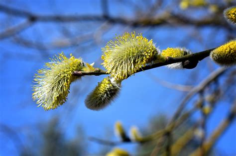 Willow Catkins Branch Free Photo On Pixabay Pixabay