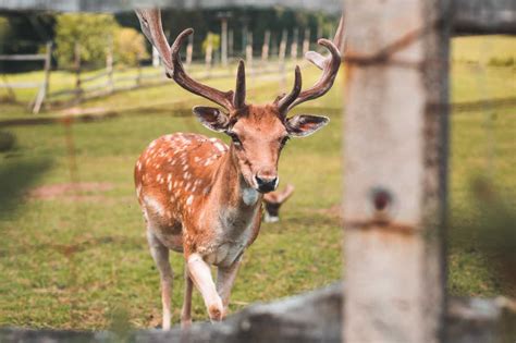deer   deer park  animal picture  picjumbo