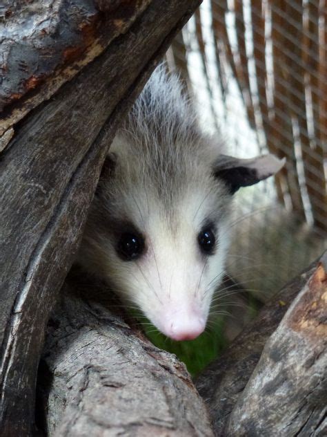 possum pouch ideas possum opossum awesome possum
