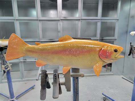 A surprise golden trout in WV fish stocking program thrills fans 16