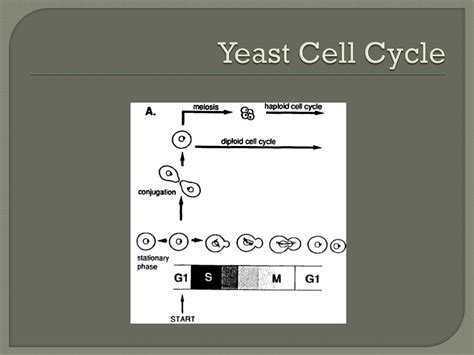 Ppt Yeast As A Model Organism Powerpoint Presentation Free Download