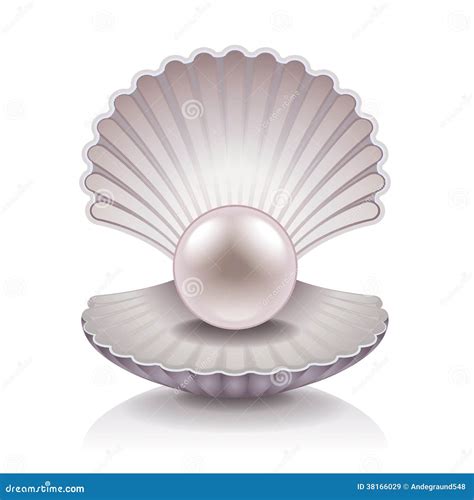 Shell With Pearl Vector Illustration Stock Vector Illustration Of